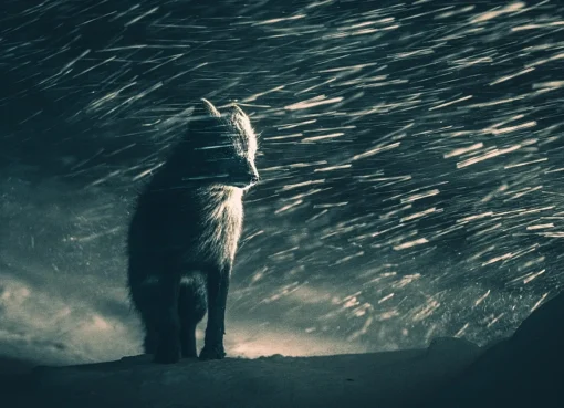 جوائز سوني العالمية للتصوير الفوتوغرافي